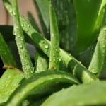 Aloe Closeup