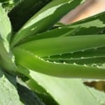 aloe vera