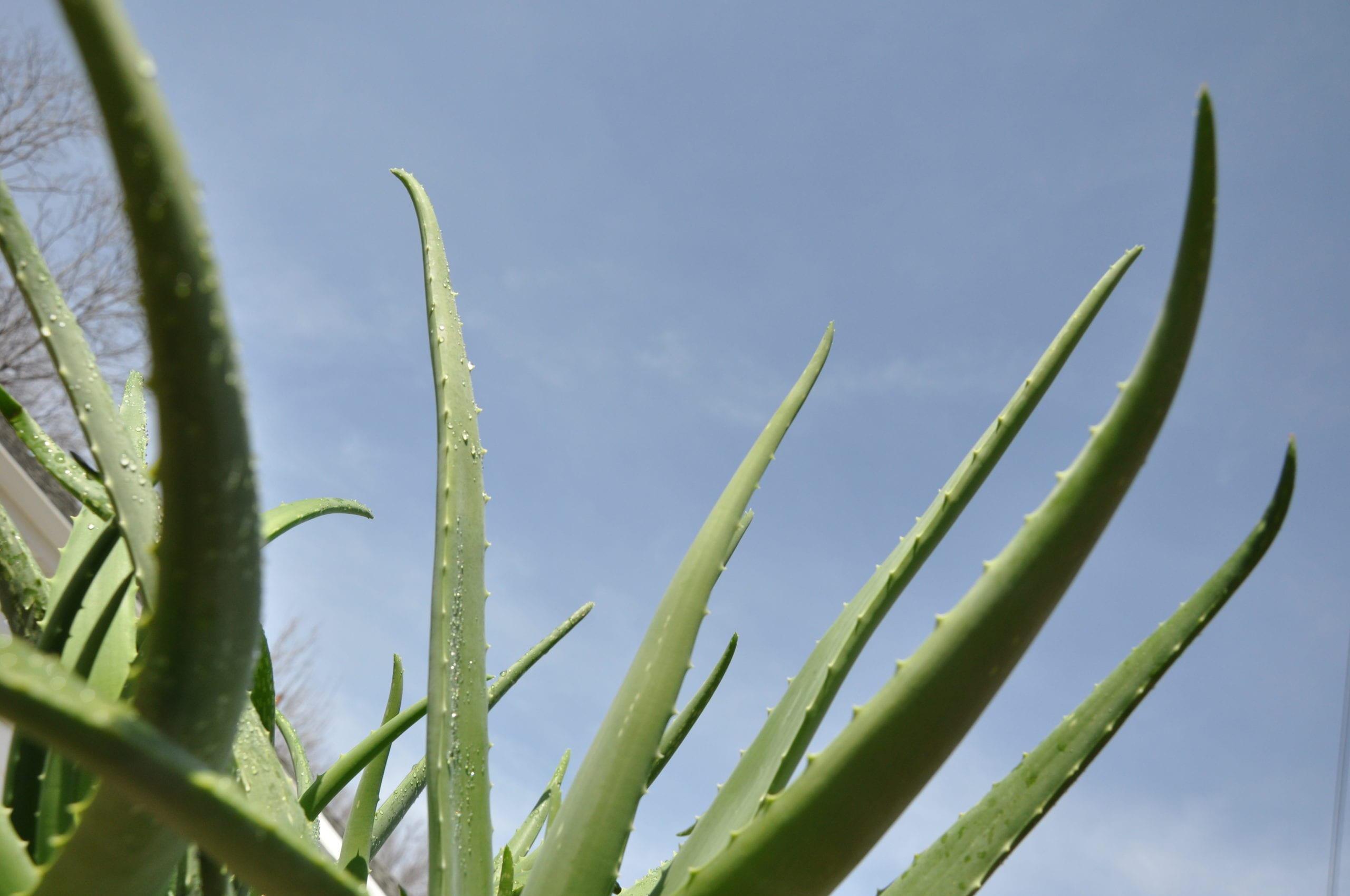 Aloe Vera Plant Care: From Watering To Repotting