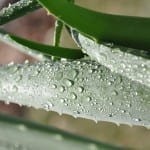 aloe leaf