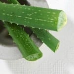cut aloe