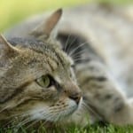 sweet cat