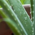 Aloe