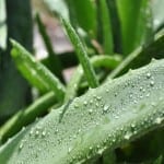 Tame That Aloe! How to Trim Your Out-Of-Control Aloe
