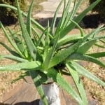 A Beautiful Aloe: It's All About the Potting Soil!