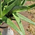 Protect Your Aloe from Overwatering: Drainage Tips