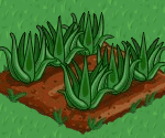 Virtual FarmVille Aloe? Check it out Facebookers!