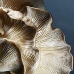 Fighting Fungus with the Aloe Plant