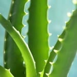 What to Do With a Frozen Aloe