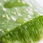 The Ultimate Watering Guide for an Aloe Plant