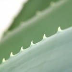 How can Aloe Reduce your Rosacea breakouts?