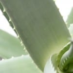 Aloe and It's Contribution to Your Healthier Heart