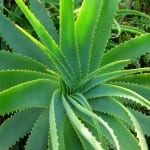 What is Aloe Vera?