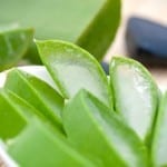 Balancing Hair pH Levels: Aloe's Role in Hair Re-Growth