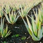 Aloe the Antibiotic: Nature’s Healing Plant