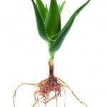 Aloe Plant Showing Roots on white background