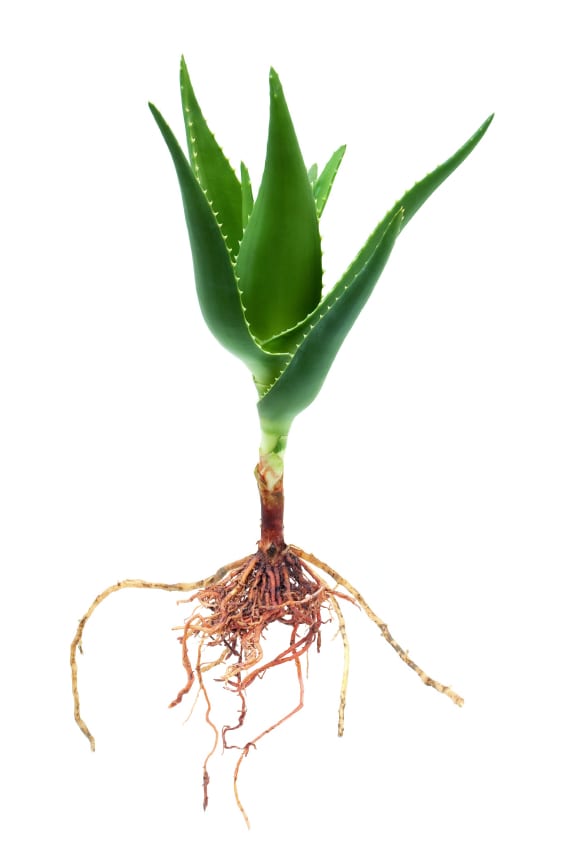 Aloe Plant Showing Roots on white background