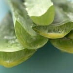 Aloe Gel: Harvesting the Fresh Stuff