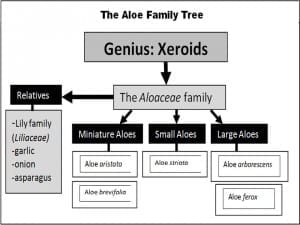Aloe Family Tree